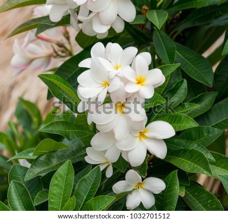 Frangipani Flowers