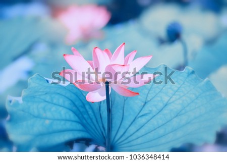 Lotus Flower