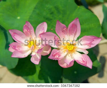 Lotus Flower