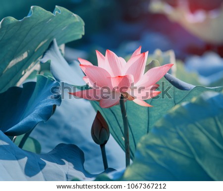 Lotus Flower