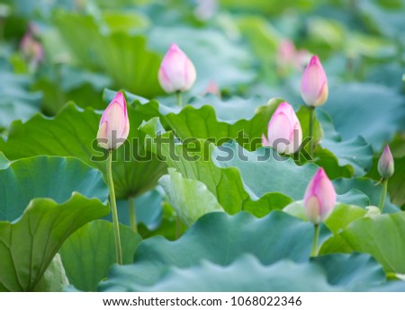 Blooming Lotus