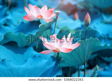 Blooming Lotus