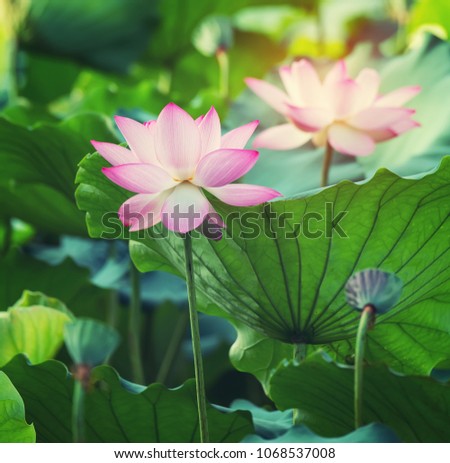 Lotus Flower