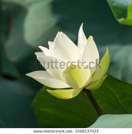 White Lotus