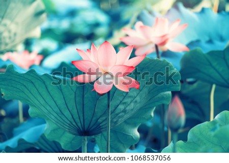 Lotus Flower