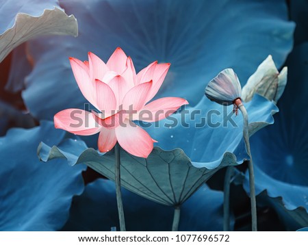 Lotus Flower