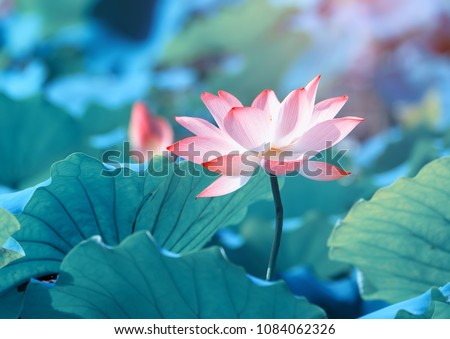 Lotus Flower