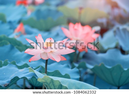 Lotus Flower