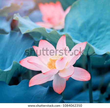 Lotus Flower