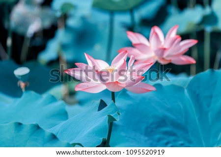 Pink Lotus