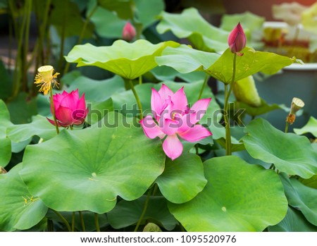 Pink Lotus