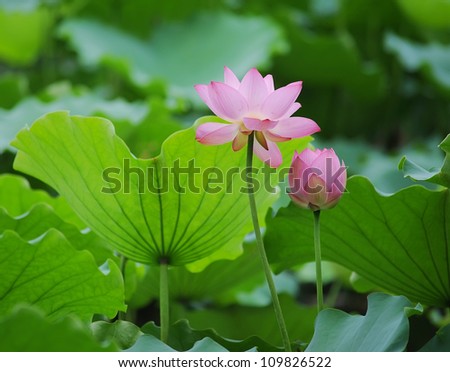 Blooming Lotus