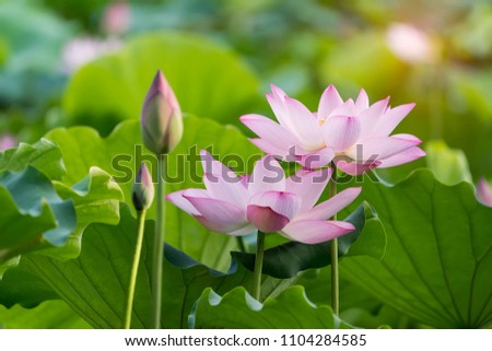 Lotus Flower