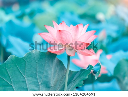 Lotus Flower