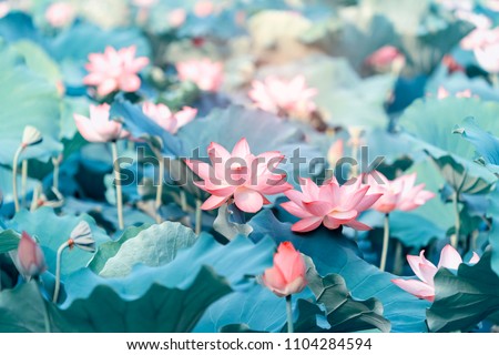 Lotus Flower