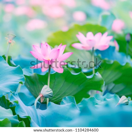 Lotus Flower