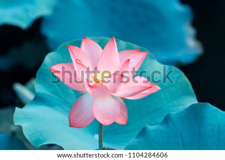 Lotus Flower