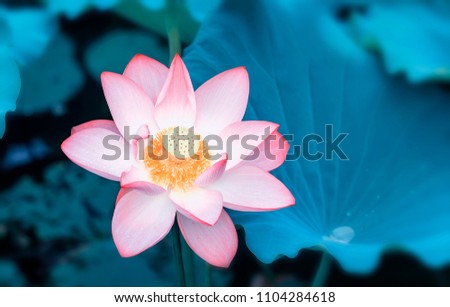 Lotus Flower