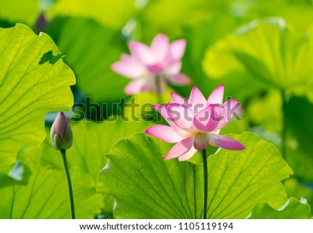 Lotus Flower