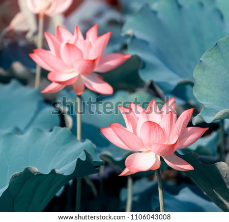 Lotus Flower