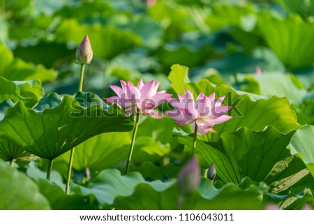 Lotus Flower