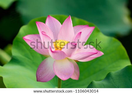 Lotus Flower