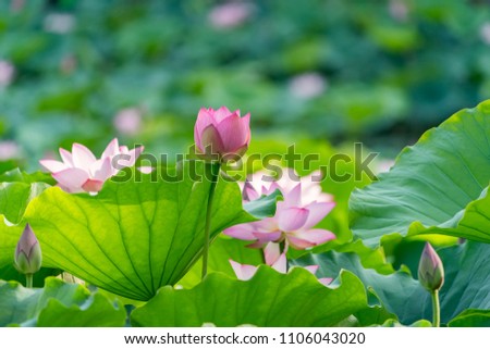 Lotus Flower