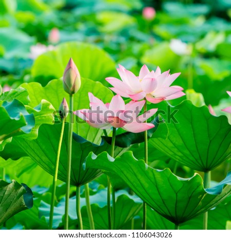 Lotus Flower