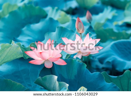 Lotus Flower