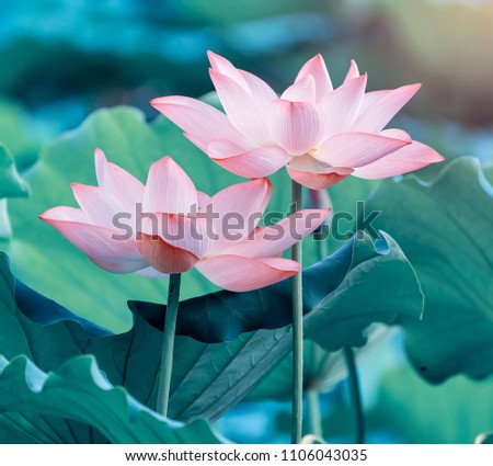 Lotus Flower