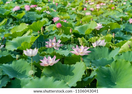 Lotus Flower
