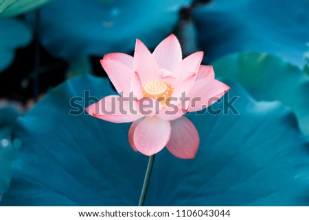 Lotus Flower