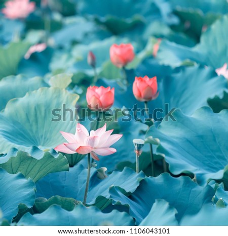 Lotus Flower