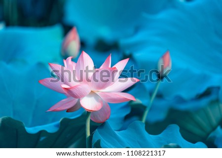 Lotus Flower