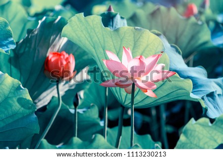 Lotus Flower