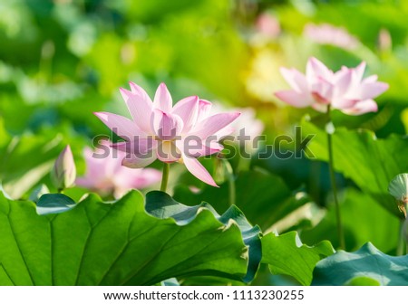 Lotus Flower