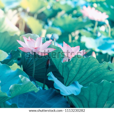 Lotus Flower