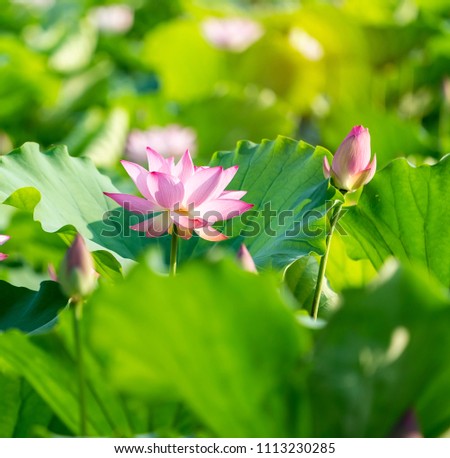 Lotus Flower