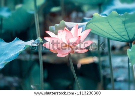 Lotus Flower