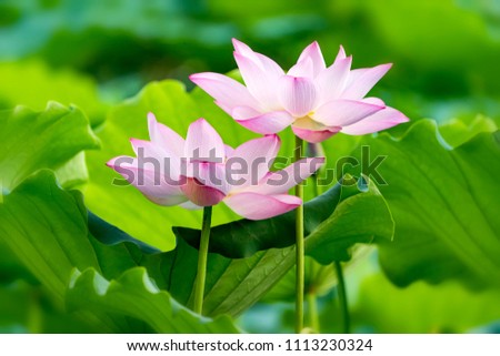 Lotus Flower