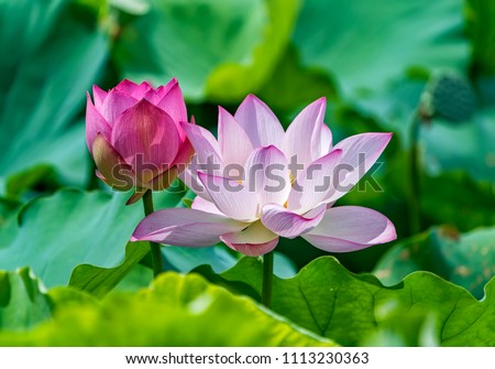 Lotus Flower