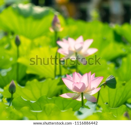 Blooming Lotus