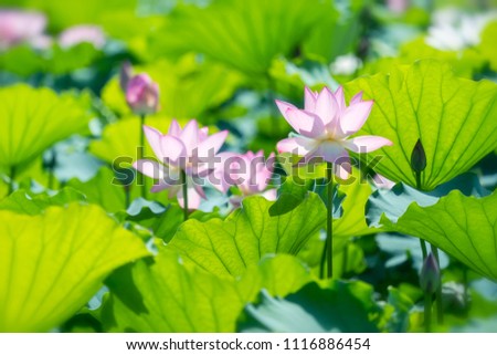Blooming Lotus