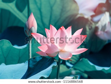 Blooming Lotus
