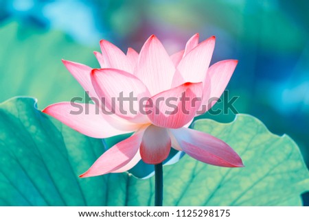 Blooming Lotus