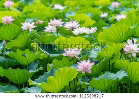 Blooming Lotus