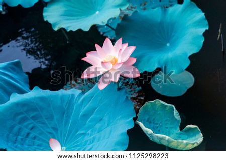Blooming Lotus