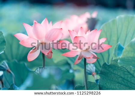 Blooming Lotus