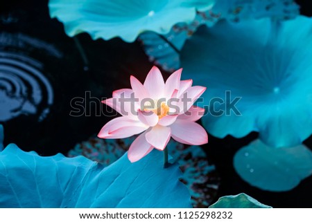 Blooming Lotus