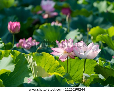 Blooming Lotus